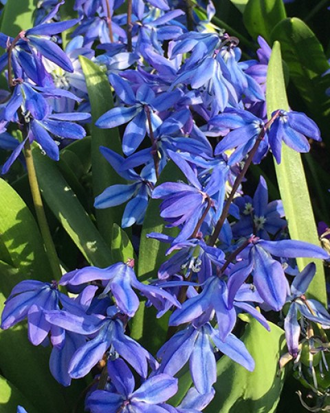 Scilla siberica Spring Beauty.jpg